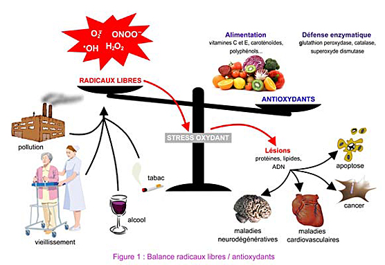 Vitamine C anti-oxydant